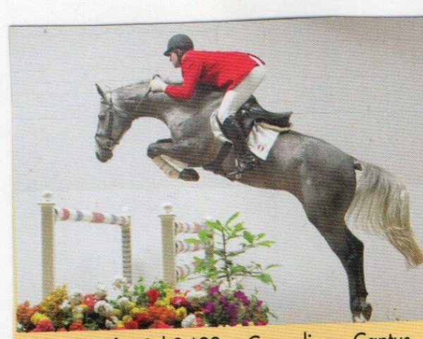 horse Canada (Oldenburg, 1998, from Corradino)