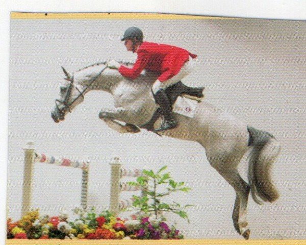 horse California (Oldenburg, 1997, from Corradino)