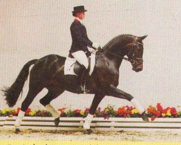 dressage horse Raspa Tropical (Oldenburg, 1999, from Rohdiamant)