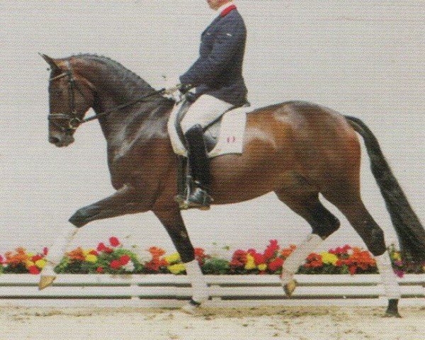 dressage horse Die Queen (Oldenburg, 1999, from Don Gregory)