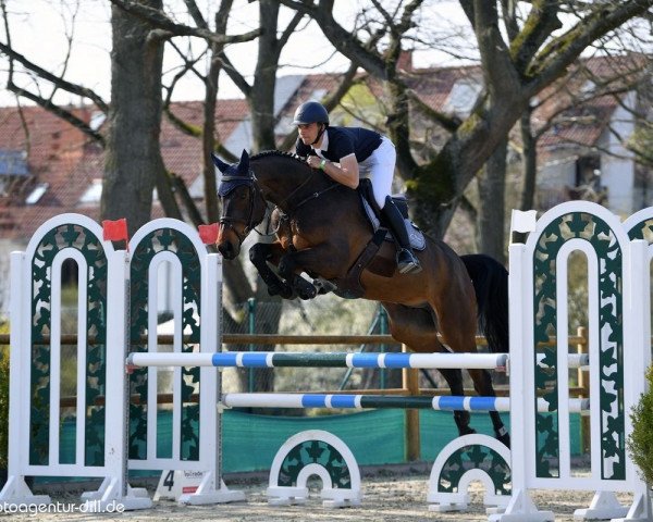 jumper Don Paolo Fasciana (Oldenburg show jumper, 2016, from Tailormade Diarado's Boy)