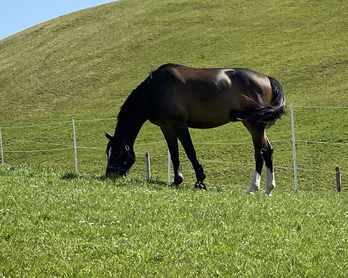 jumper Arizona Gold CH (Swiss Warmblood, 2016, from Golden Eye)