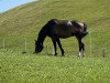 jumper Arizona Gold CH (Swiss Warmblood, 2016, from Golden Eye)