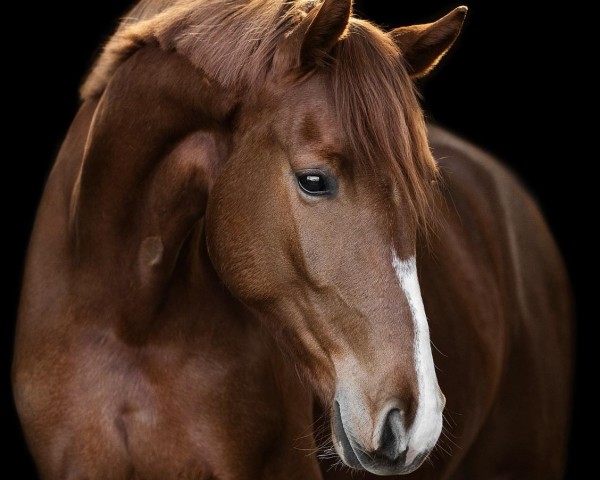 horse Fanaloka E (Westphalian, 2021, from Fünf Sterne Royal)