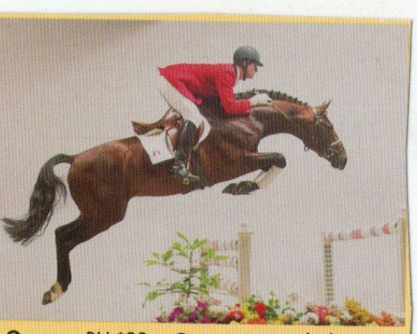 horse Queeno (Oldenburg, 1999, from Quattro B)
