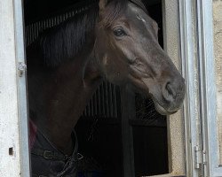 Springpferd Sandorra CH (Schweizer Warmblut, 2015, von Sandokan 290)