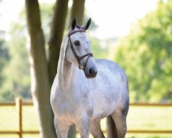 jumper Cardenta 5 (Hanoverian, 2015, from VDL Cardento 933)