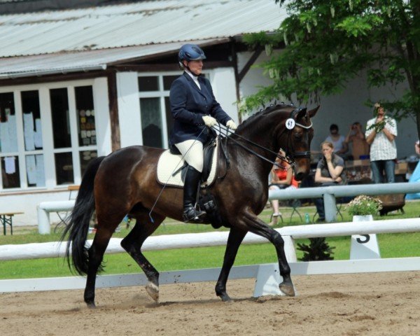 Dressurpferd Winett HS (Hannoveraner, 2005, von Weltissimo 3)