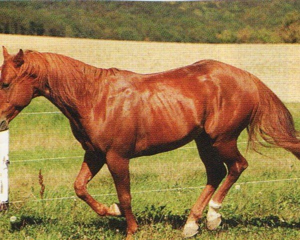 horse GH Precious Ace (Quarter Horse, 2000, from Peppy San Badger)