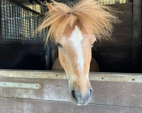 horse Wildzang's Golden Twerp (Welsh-Pony (Section B), 2011, from Llangeitho Tarquin)