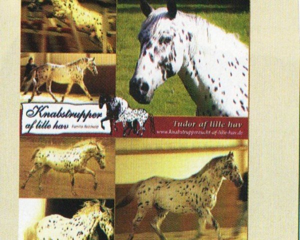 stallion Tudor af Lille hav (Knabstrupper, 2003, from Thunderman)