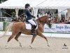 dressage horse Birkenhain Gran Dijon (German Riding Pony, 2007, from HET Golden Dream)