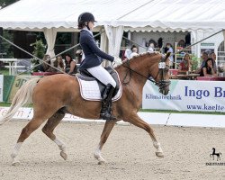 dressage horse Birkenhain Gran Dijon (German Riding Pony, 2007, from HET Golden Dream)