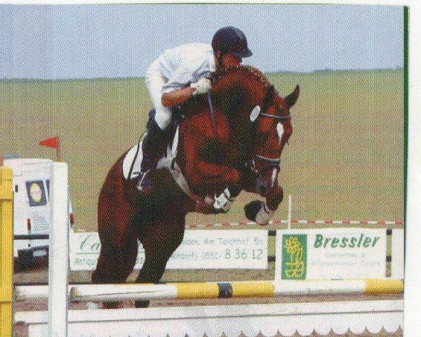 stallion Offenbach (Trakehner, 1998, from Königstein)