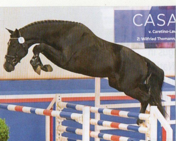 jumper Culiko (Holsteiner, 2019, from Casall Ask)