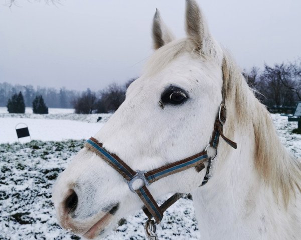 Pferd Durell 11 (Deutsches Reitpony, 2005, von Donnerblitz)