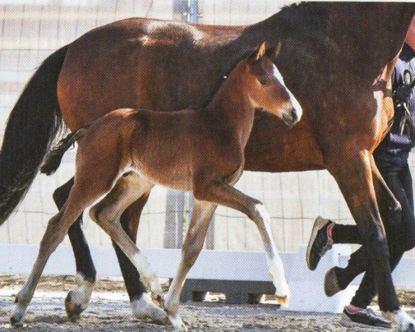 dressage horse Deetlef (Hanoverian, 2023, from Damsey FRH)