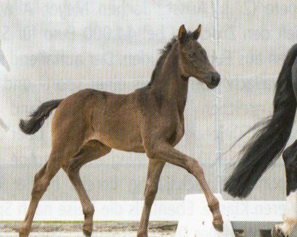 Dressurpferd Double Dream (Hannoveraner, 2023, von Dynamic Dream)