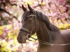 jumper Santano 154 (German Riding Pony, 2014, from Strahlemann)