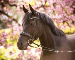 Springpferd Santano 154 (Deutsches Reitpony, 2014, von Strahlemann)