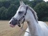 dressage horse Dilana (German Riding Pony, 2007, from Don Pedro)