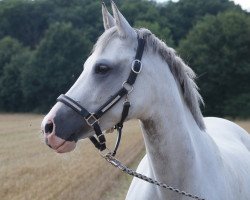 dressage horse Dilana (German Riding Pony, 2007, from Don Pedro)