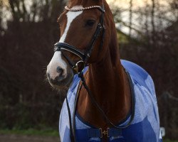 broodmare Greta (Hanoverian, 2005, from Graf Top)