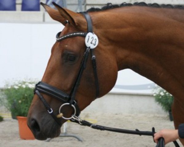 broodmare Holly Cane (Hanoverian, 2007, from Hotline)