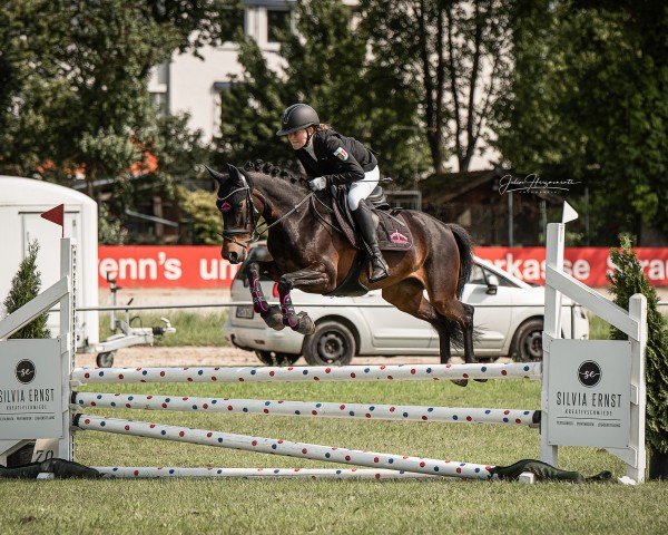 Springpferd C'est la vie 260 (Deutsches Sportpferd, 2020, von Chubakko)