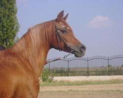 Deckhengst Piotr (Vollblutaraber, 1992, von Piruet ox)