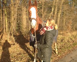 dressage horse Area Fifty-one (Hannoveraner, 2012, from Almoretto)