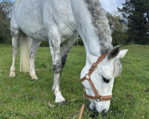 horse Samantha 227 (unknown,  , from Moores Clover)
