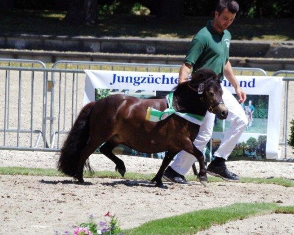 Zuchtstute Rhenania Novesia (Shetland Pony (unter 87 cm), 2015, von Rhenania Paganini)