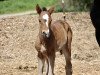 dressage horse First Choice G (Westphalian, 2021, from Floris Prince)