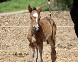 Dressurpferd First Choice G (Westfale, 2021, von Floris Prince)