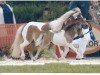 Zuchtstute Seva Amy Sue (Shetland Pony (unter 87 cm), 1994, von Seva Tobermory)