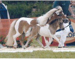 Zuchtstute Seva Amy Sue (Shetland Pony (unter 87 cm), 1994, von Seva Tobermory)