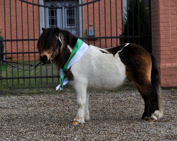 stallion Rhenania Paganini (Shetland pony (under 87 cm), 2007, from Puccini)