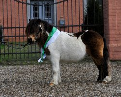 Deckhengst Rhenania Paganini (Shetland Pony (unter 87 cm), 2007, von Puccini)