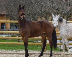 horse Esmeralda (Deutsches Sportpferd, 2019, from Escamillo)