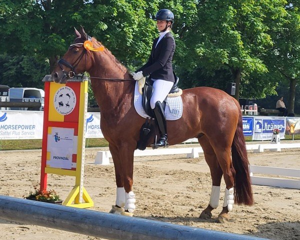 dressage horse Bernstein 134 (Westphalian, 2019, from Blue Hors Baron)