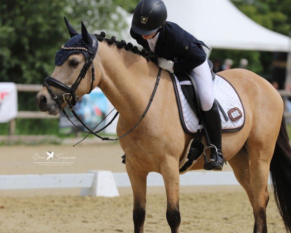 dressage horse Hesselteichs A Little Yellow (German Riding Pony, 2018, from Golden Atreju)
