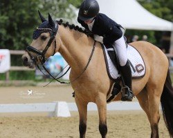 dressage horse Hesselteichs A Little Yellow (German Riding Pony, 2018, from Golden Atreju)