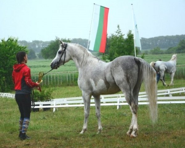 stallion Harry Potter (Arabian thoroughbred, 2011, from Bess Hadjil)