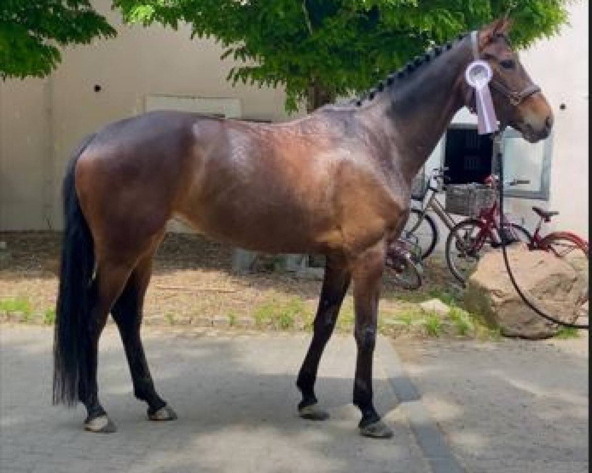 Dressurpferd Balea TS (Westfale, 2020, von Blue Hors Baron)