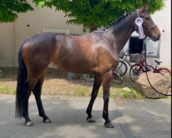 Dressurpferd Balea TS (Westfale, 2020, von Blue Hors Baron)