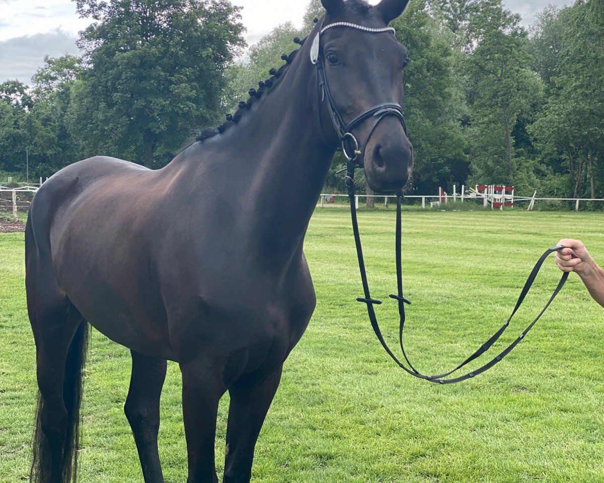 broodmare Fio TS (Westphalian, 2021, from Finest)