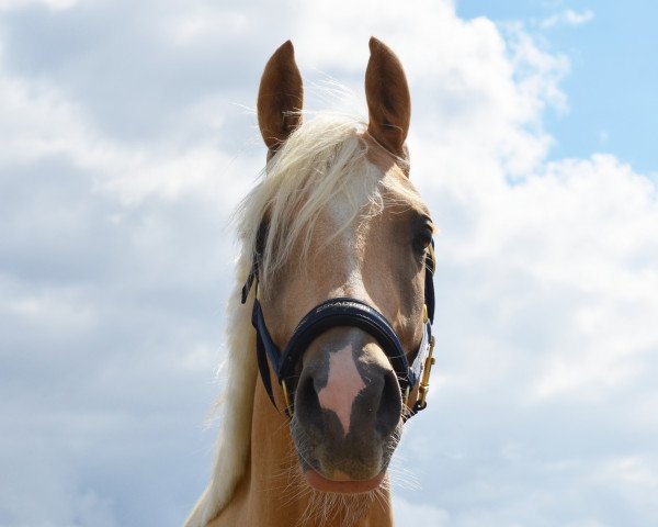 dressage horse Hengst von Dreiklang AT / Capri Moon (German Riding Pony, 2017, from Dreiklang AT)
