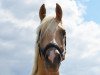 dressage horse Hengst von Dreiklang AT / Capri Moon (German Riding Pony, 2017, from Dreiklang AT)