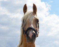 Pferd Hengst von Dreiklang AT / Capri Moon (Deutsches Reitpony, 2017, von Dreiklang AT)